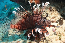 Sipadan_2015_Poisson lion_Pterois volitans__IMG_2366_rc